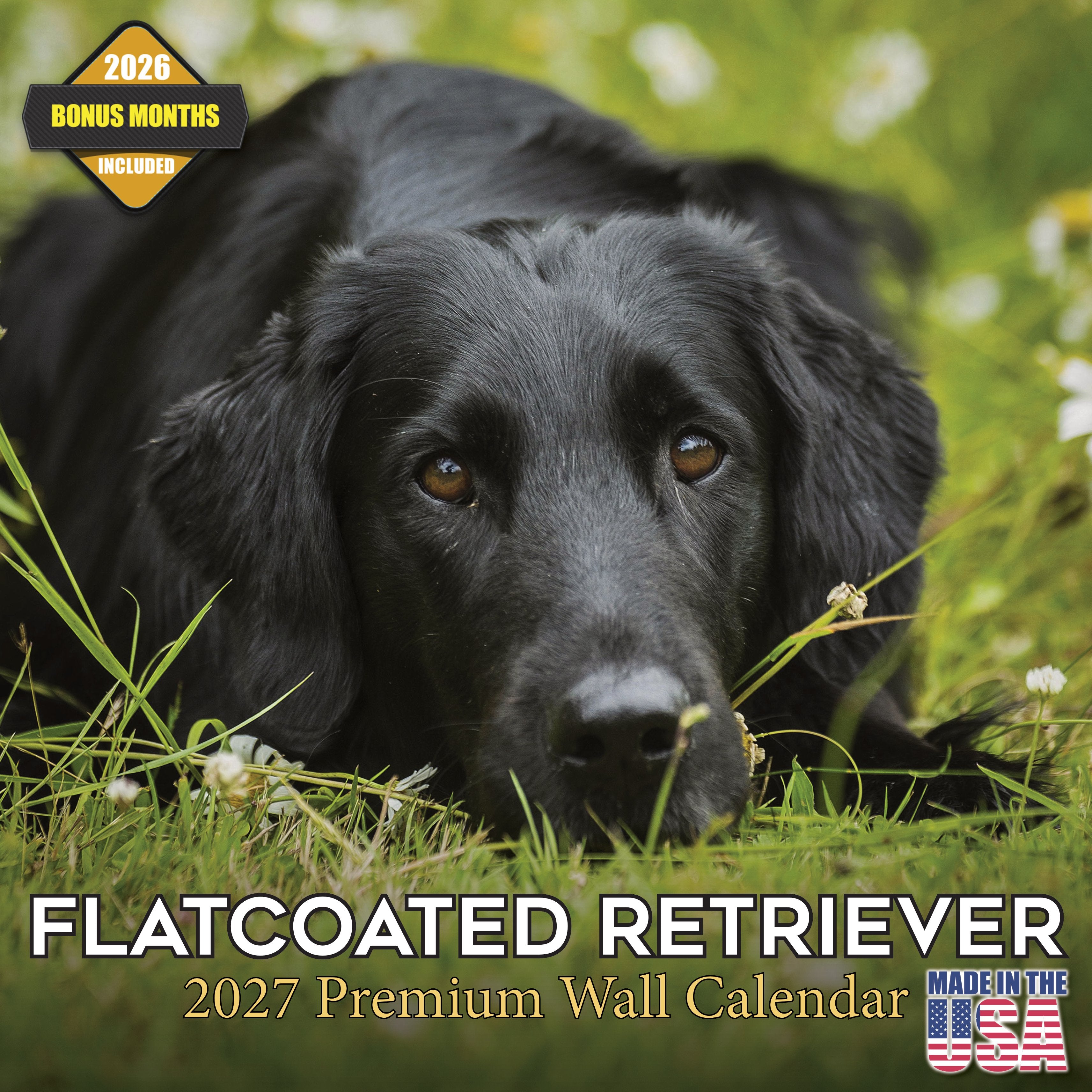 Flatcoated Retriever Wall Calendar 2027 - 12