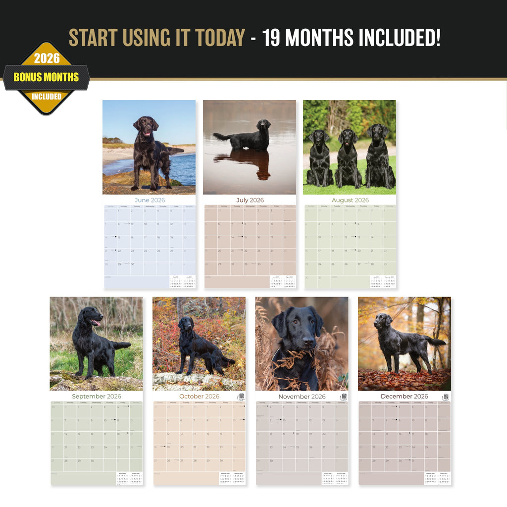 Flatcoated Retriever Wall Calendar 2027 - 12" x 12" Monthly Sleek Black Flattie Sporting Gundog Breed Calendar