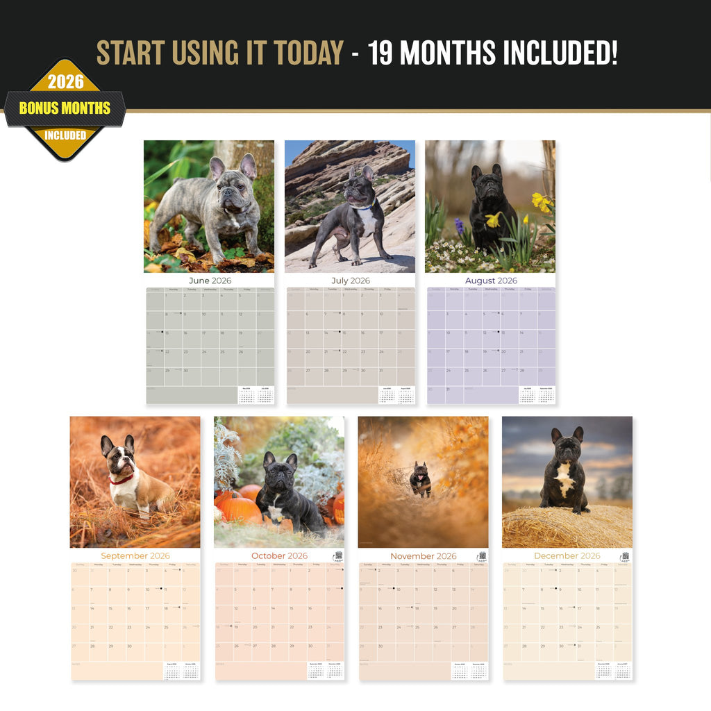 French Bulldog Wall Calendar 2027 - 12" x 12" Monthly Affectionate Frenchie & Bat-Eared Companion Dog Calendar
