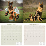 German Shepherd Wall Calendar 2027 - 12" x 12" Monthly Noble Guardian & Intelligent GSD Working Breed Calendar