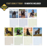 Golden Retriever Wall Calendar 2027 - 12" x 12" Monthly Friendly & Devoted Golden Lab Sporting Breed Calendar