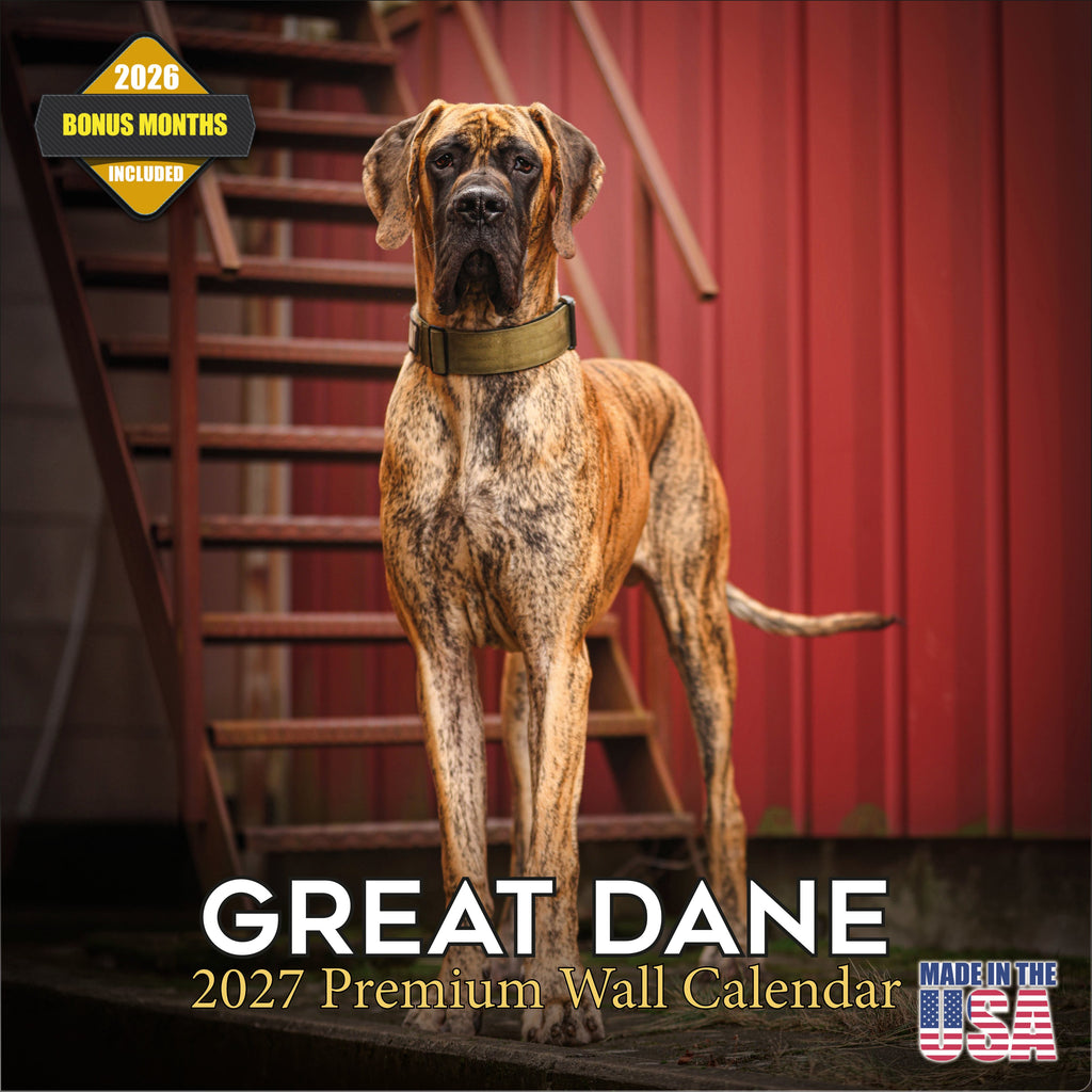 Great Dane Wall Calendar 2027 - 12" x 12" Monthly Noble Apollo of Dogs & Giant Dane Breed Calendar