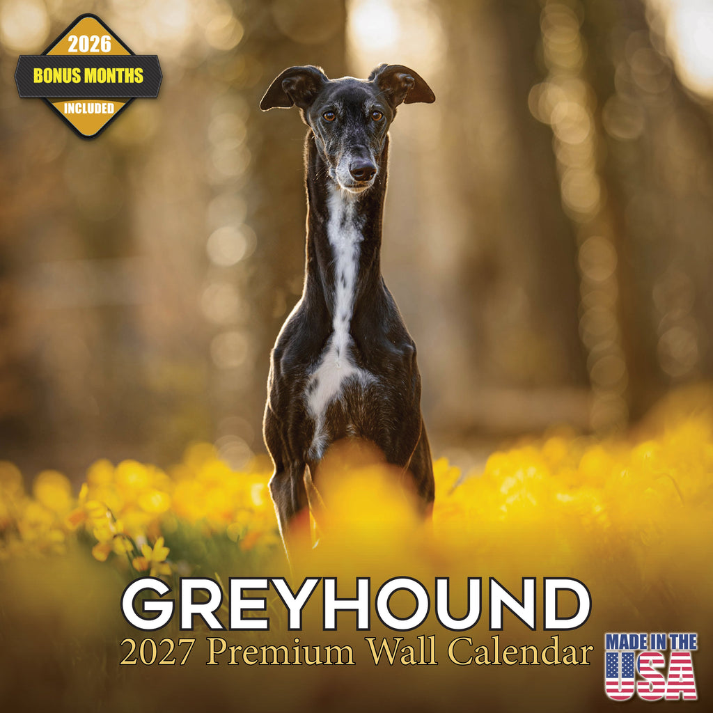 Greyhound Wall Calendar 2027 - 12" x 12" Monthly Sleek Aerodynamic Racing & Athletic Sighthound Calendar