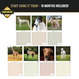 Greyhound Wall Calendar 2027 - 12" x 12" Monthly Sleek Aerodynamic Racing & Athletic Sighthound Calendar