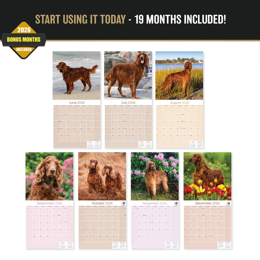Irish Setter Wall Calendar 2027 - 12" x 12" Monthly Elegant Mahogany & Feathered Red Setter Gundog Calendar