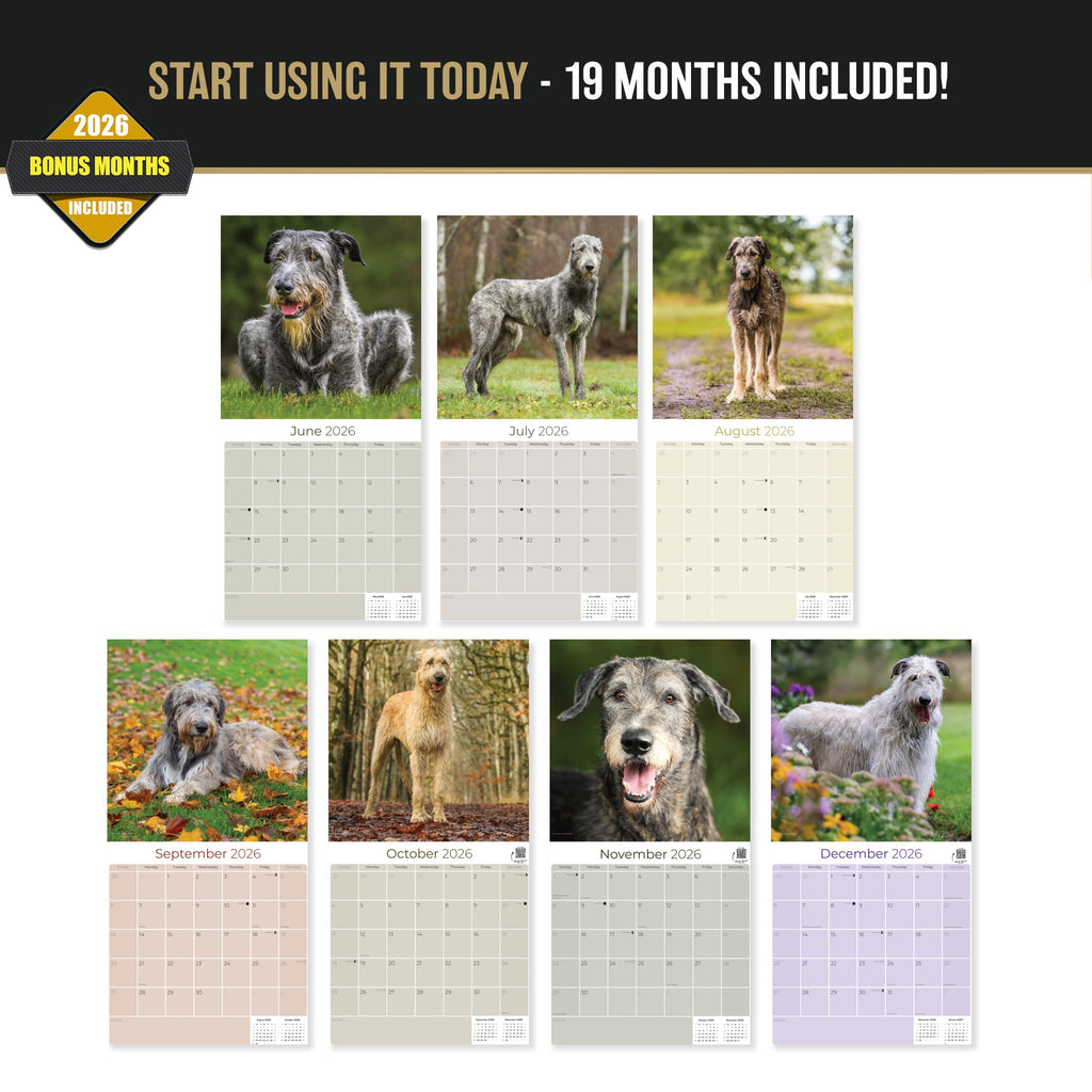 Irish Wolfhound Wall Calendar 2027 - 12" x 12" Monthly Noble Giant & Wire-Coated Sighthound Breed Calendar