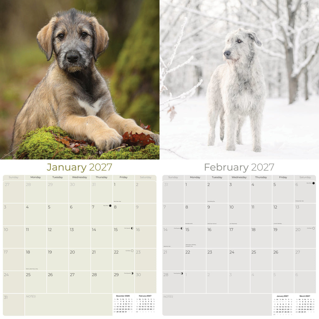 Irish Wolfhound Wall Calendar 2027 - 12" x 12" Monthly Noble Giant & Wire-Coated Sighthound Breed Calendar