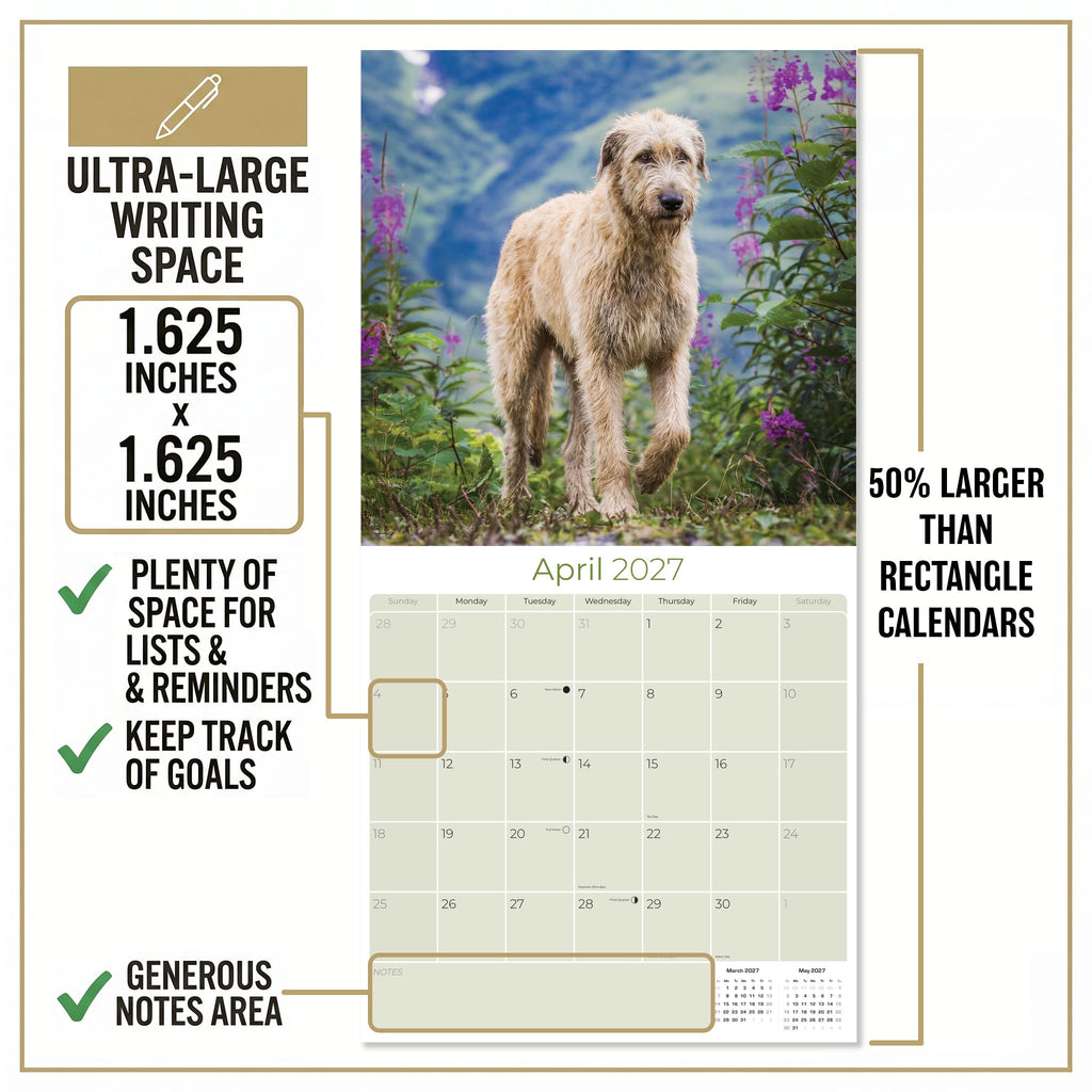Irish Wolfhound Wall Calendar 2027 - 12" x 12" Monthly Noble Giant & Wire-Coated Sighthound Breed Calendar