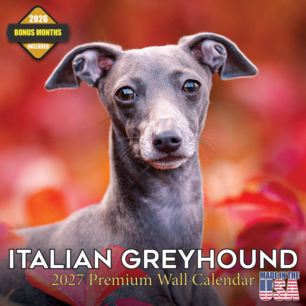 Italian Greyhound Wall Calendar 2027 - 12" x 12" Monthly Sleek Miniature & Graceful Sighthound Toy Calendar