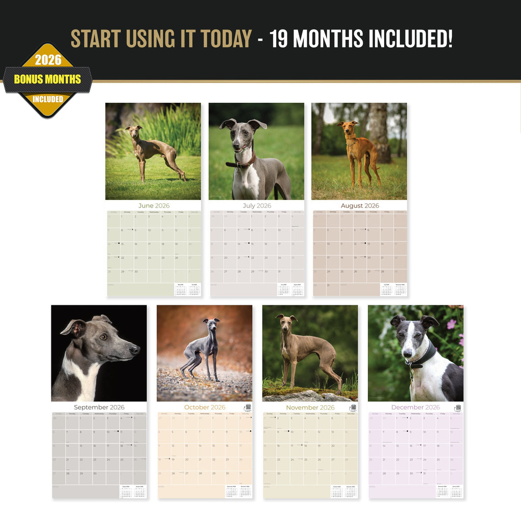 Italian Greyhound Wall Calendar 2027 - 12" x 12" Monthly Sleek Miniature & Graceful Sighthound Toy Calendar