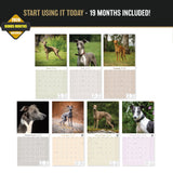 Italian Greyhound Wall Calendar 2027 - 12" x 12" Monthly Sleek Miniature & Graceful Sighthound Toy Calendar