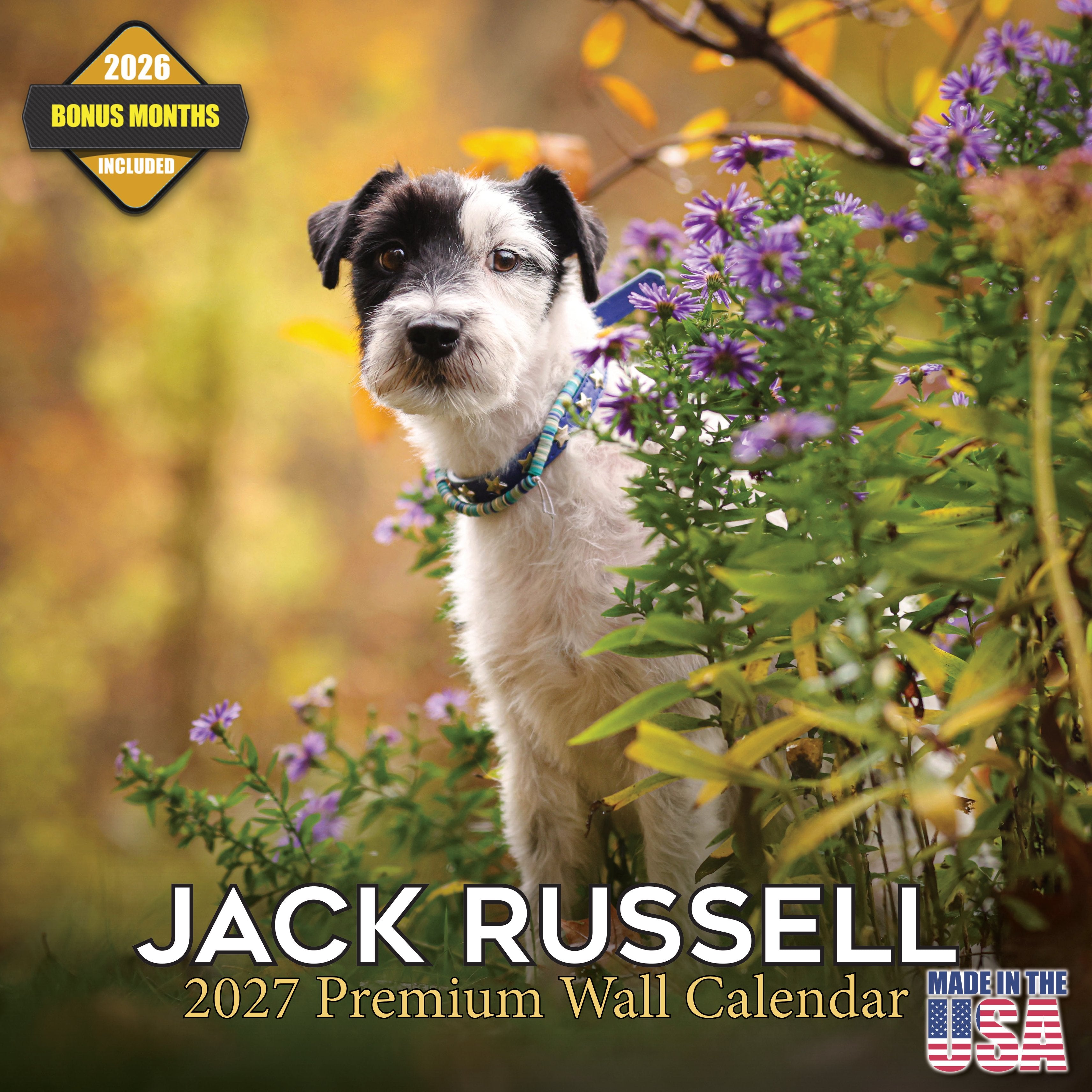 Jack Russell Wall Calendar 2027 - 12