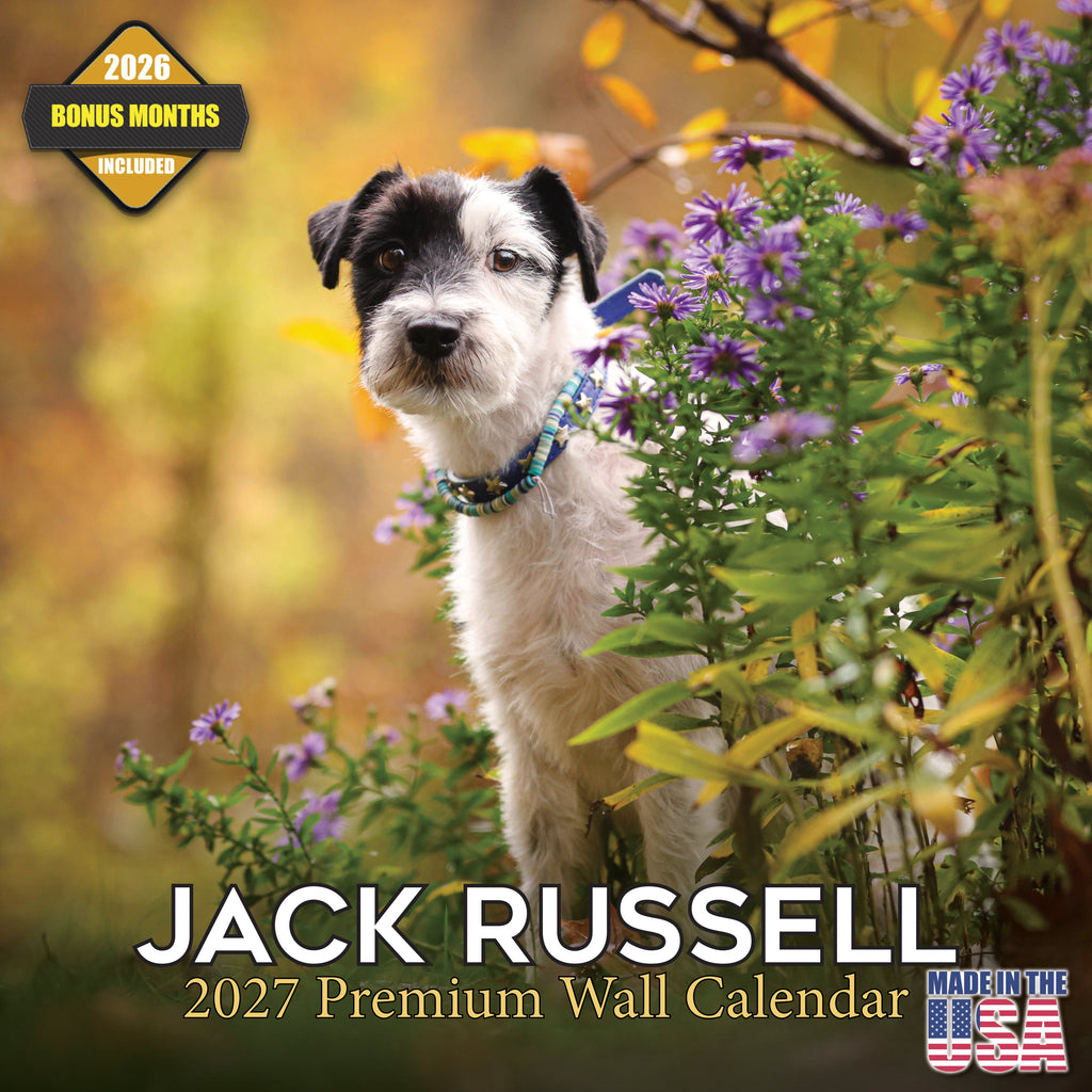 Jack Russell Wall Calendar 2027 - 12" x 12" Monthly Feisty & Spirited Working Terrier Breed Calendar