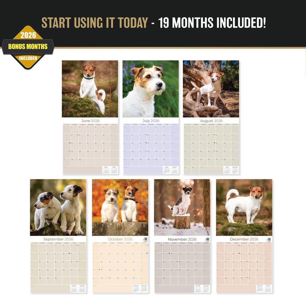 Jack Russell Wall Calendar 2027 - 12" x 12" Monthly Feisty & Spirited Working Terrier Breed Calendar