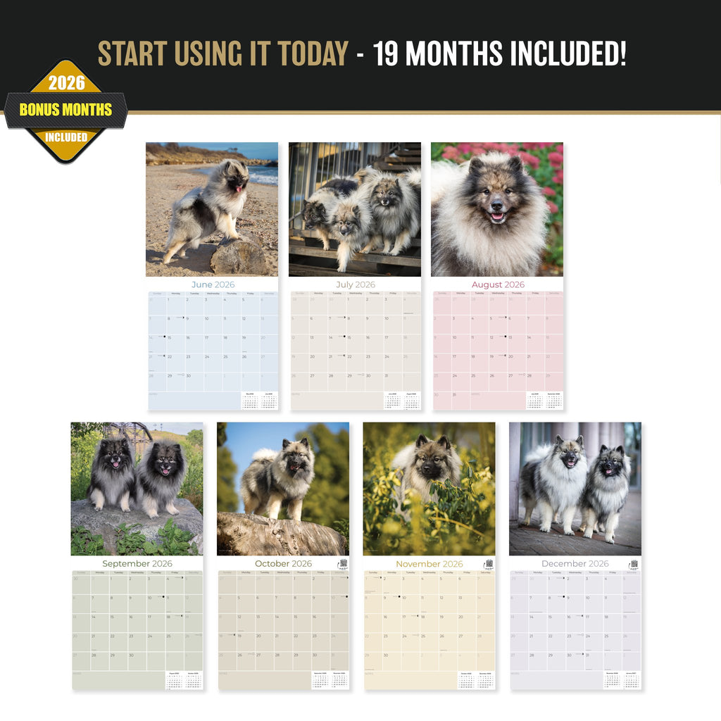 Keeshond Wall Calendar 2027 - 12" x 12" Monthly Plush Silver-Grey & Smiling Spitz Companion Calendar