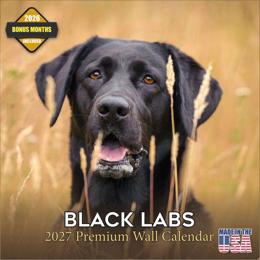 Black Labrador Retriever Wall Calendar 2027 - 12" x 12" Monthly Loyal Black Lab Sporting Breed Calendar