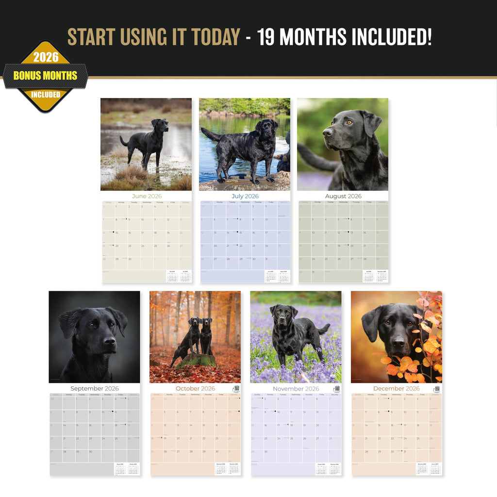 Black Labrador Retriever Wall Calendar 2027 - 12" x 12" Monthly Loyal Black Lab Sporting Breed Calendar