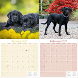 Black Labrador Retriever Wall Calendar 2027 - 12" x 12" Monthly Loyal Black Lab Sporting Breed Calendar