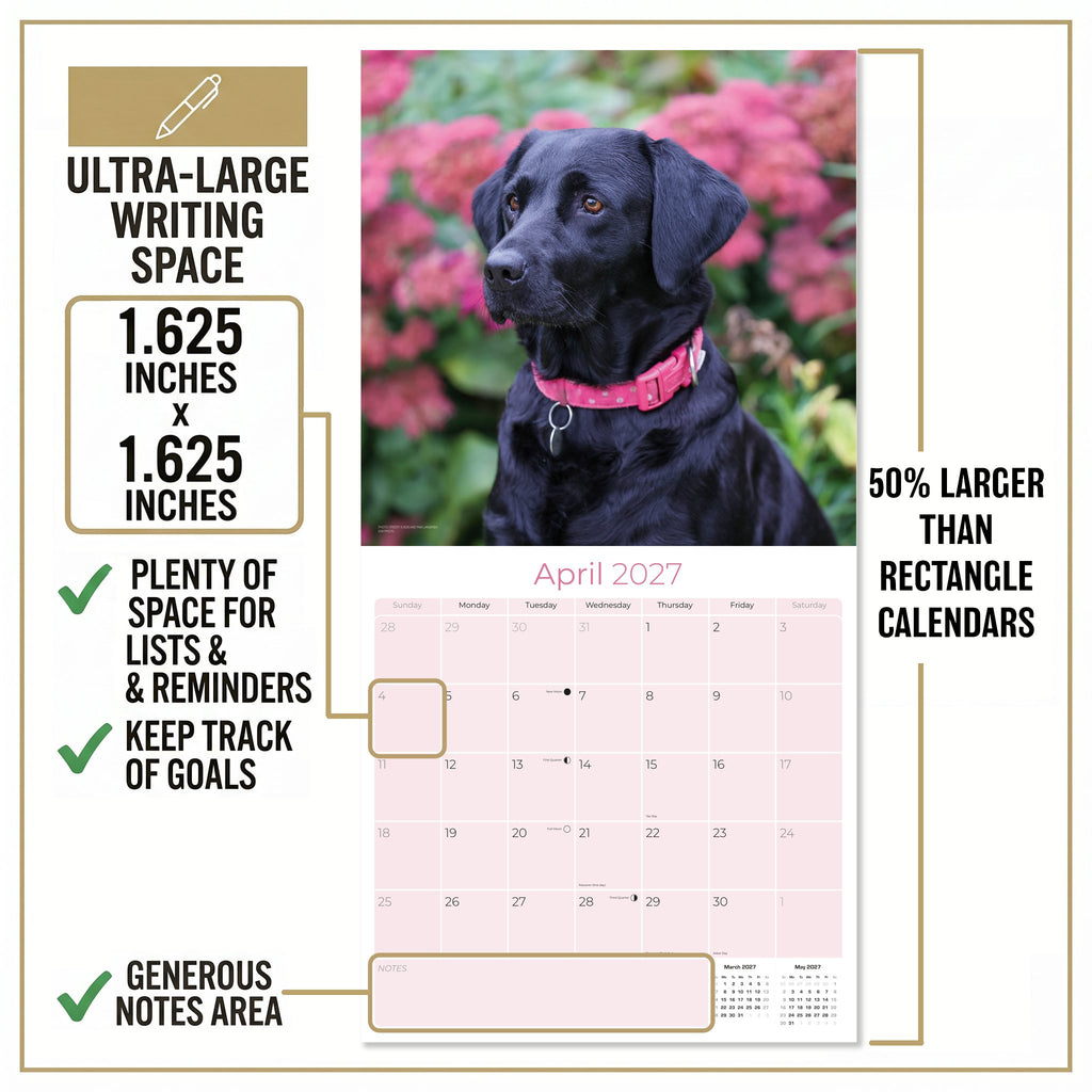Black Labrador Retriever Wall Calendar 2027 - 12" x 12" Monthly Loyal Black Lab Sporting Breed Calendar
