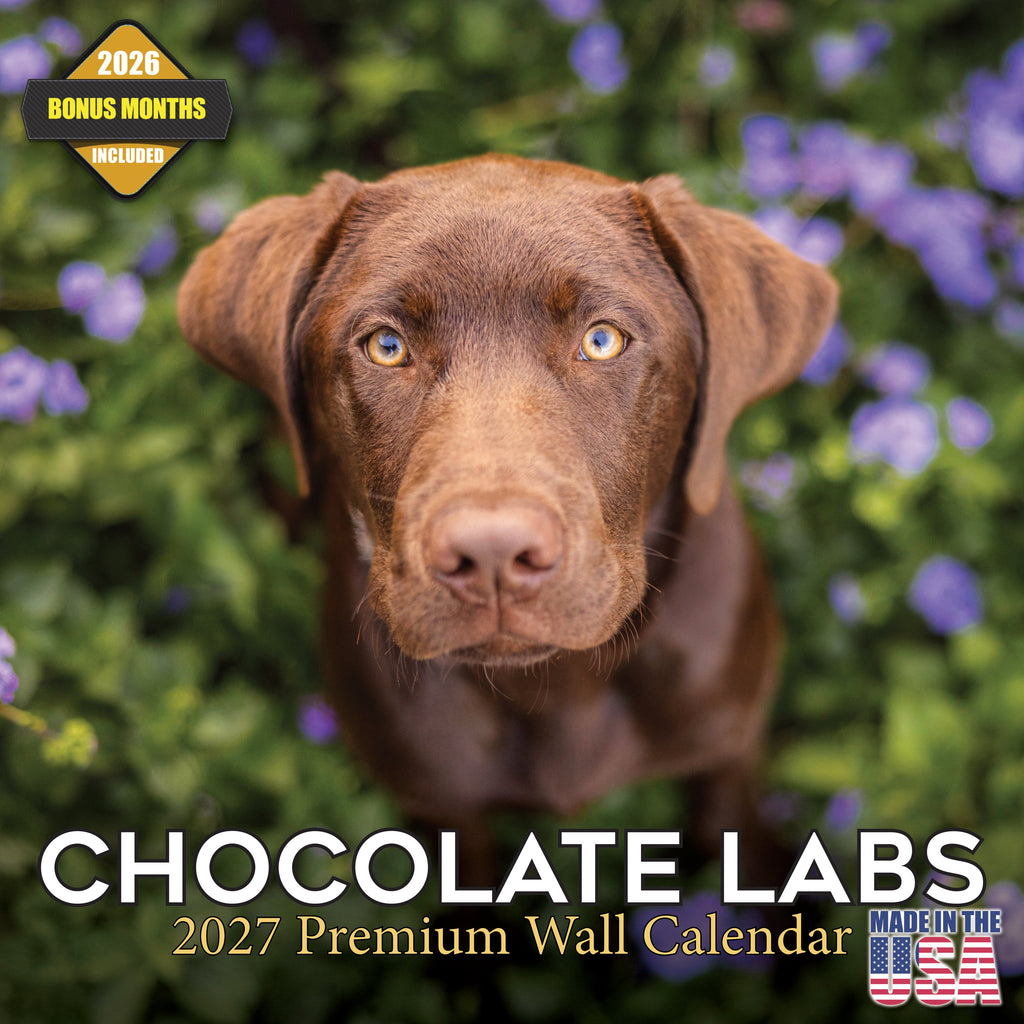 Chocolate Labrador Retriever Wall Calendar 2027 - 12" x 12" Monthly Loyal Chocolate Lab Sporting Breed Calendar