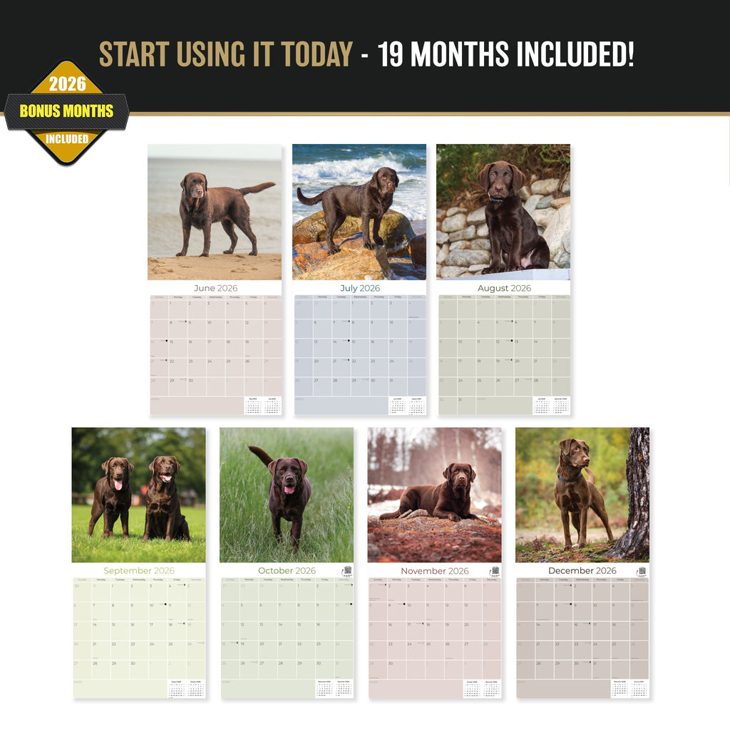 Chocolate Labrador Retriever Wall Calendar 2027 - 12" x 12" Monthly Loyal Chocolate Lab Sporting Breed Calendar