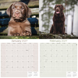 Chocolate Labrador Retriever Wall Calendar 2027 - 12" x 12" Monthly Loyal Chocolate Lab Sporting Breed Calendar