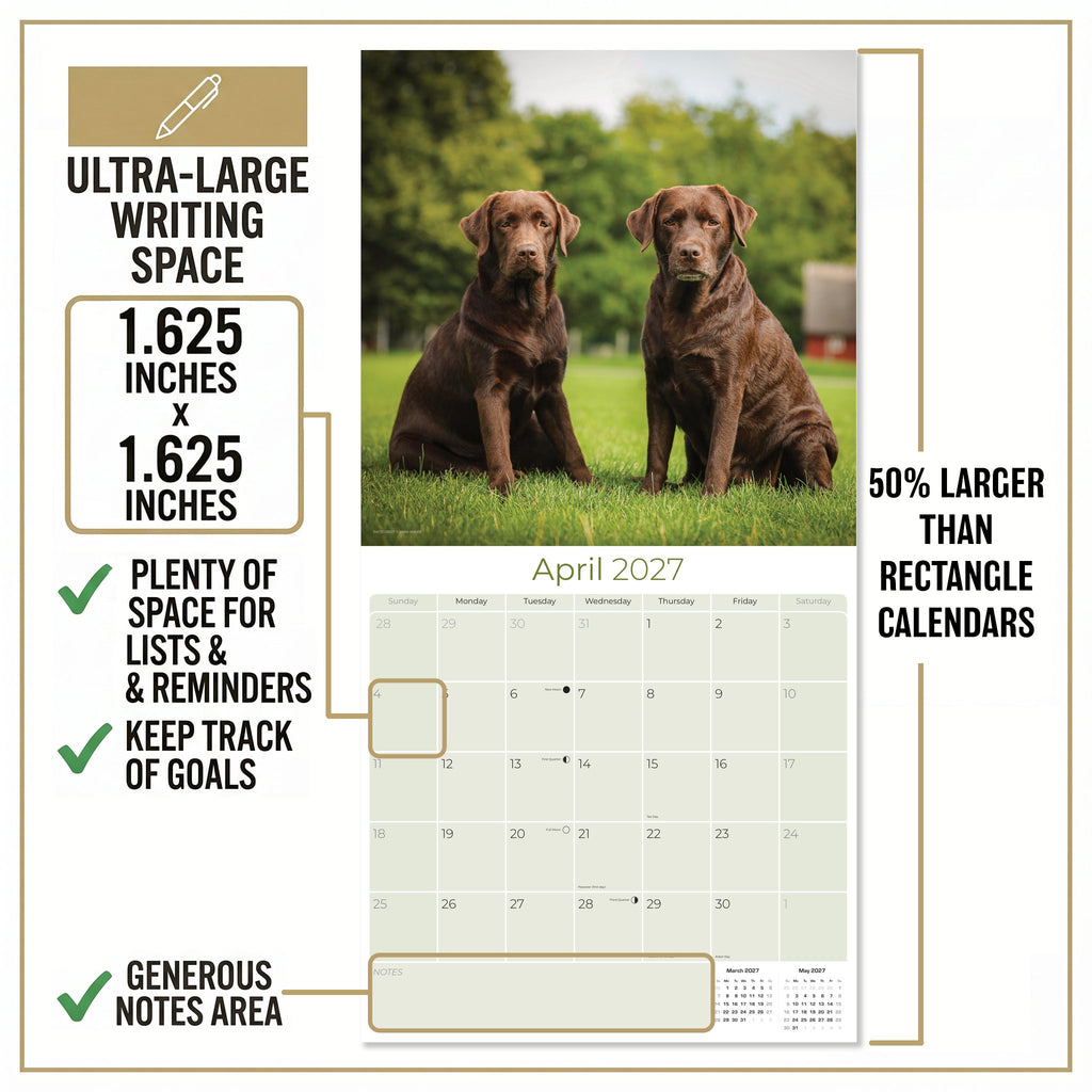 Chocolate Labrador Retriever Wall Calendar 2027 - 12" x 12" Monthly Loyal Chocolate Lab Sporting Breed Calendar