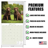 Chocolate Labrador Retriever Wall Calendar 2027 - 12" x 12" Monthly Loyal Chocolate Lab Sporting Breed Calendar