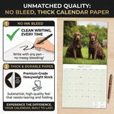 Chocolate Labrador Retriever Wall Calendar 2027 - 12" x 12" Monthly Loyal Chocolate Lab Sporting Breed Calendar