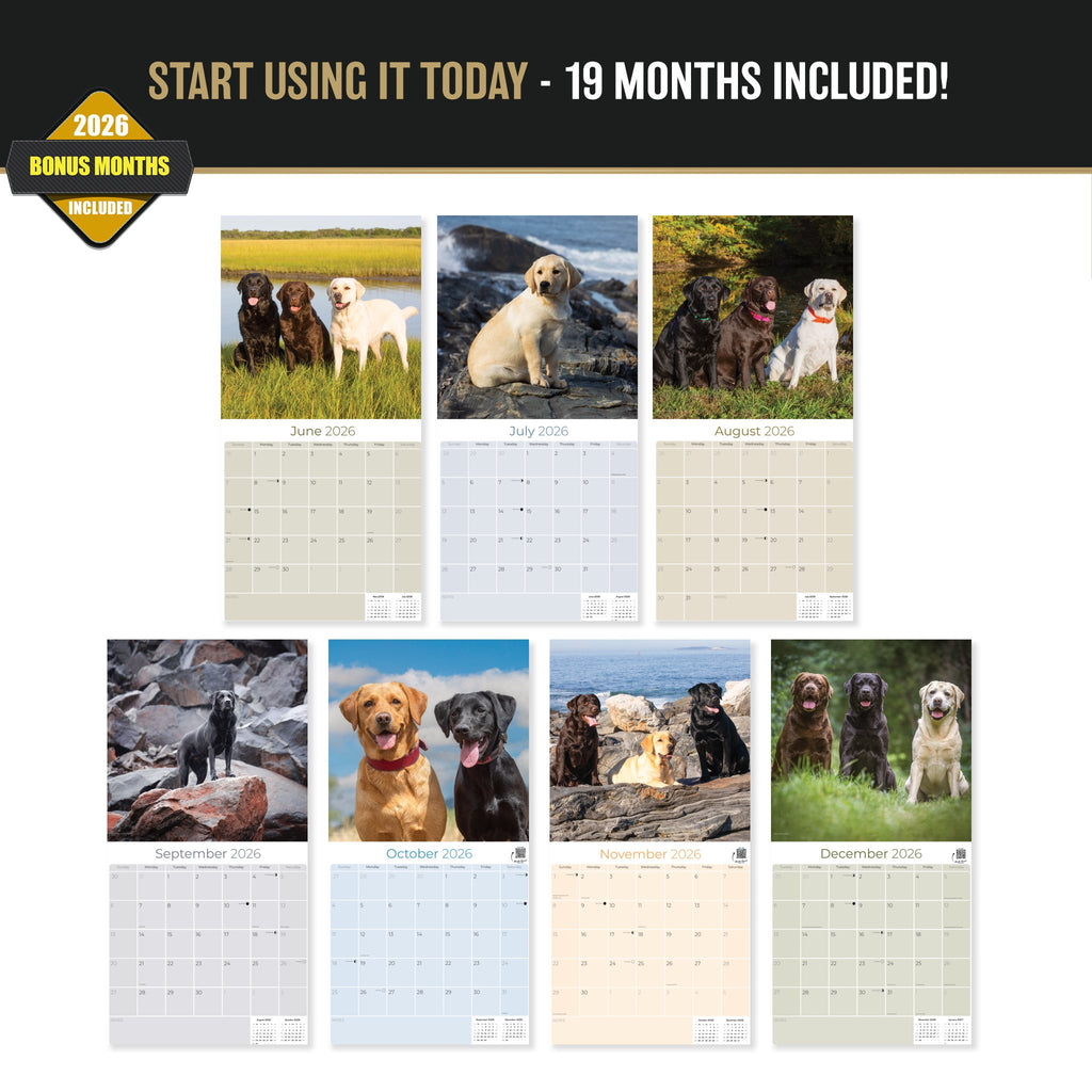 Labrador Retriever Mixed Wall Calendar 2027 - 12" x 12" Monthly Loyal Lab Crossbreeds & Mixed Heritage Mutts Calendar