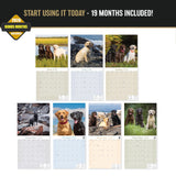Labrador Retriever Mixed Wall Calendar 2027 - 12" x 12" Monthly Loyal Lab Crossbreeds & Mixed Heritage Mutts Calendar