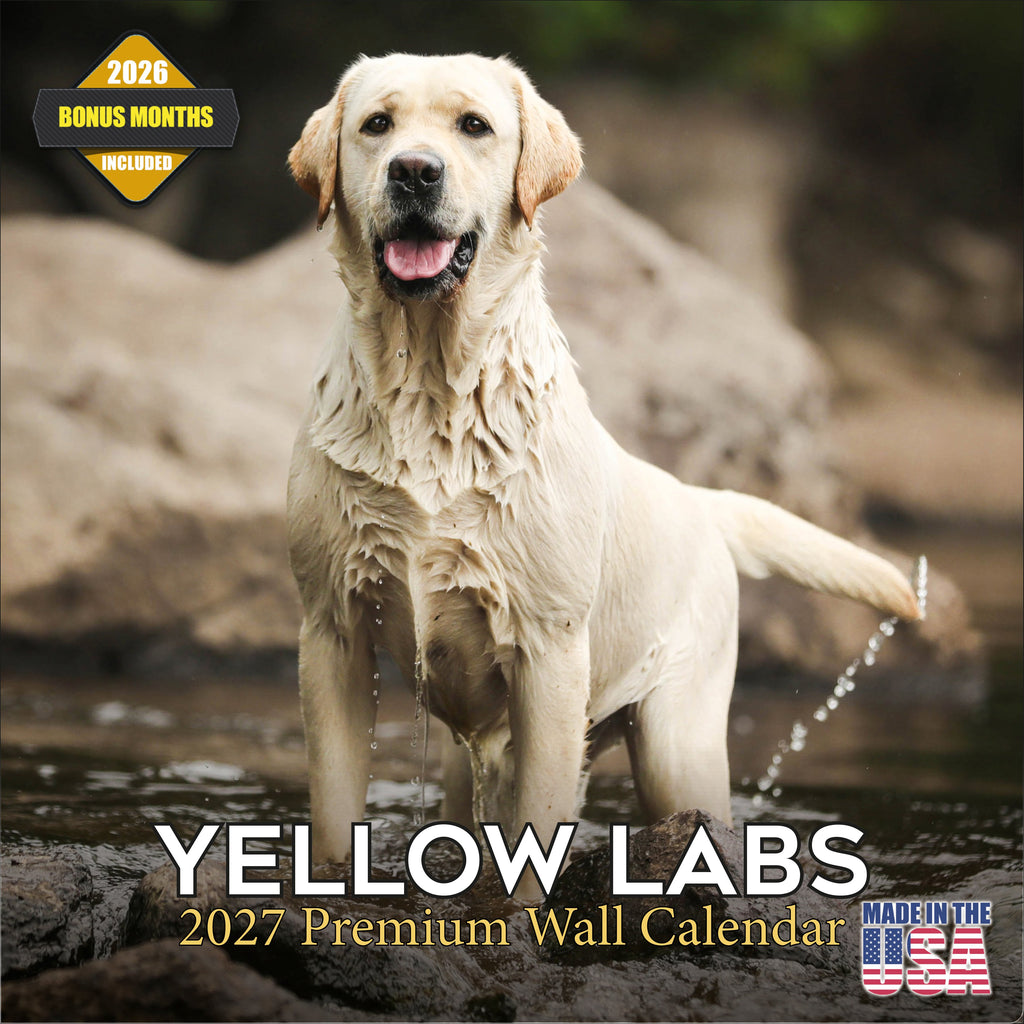 Yellow Labrador Retriever Wall Calendar 2027 - 12" x 12" Monthly Friendly & Devoted Yellow Lab Sporting Breed Calendar