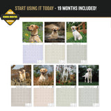 Yellow Labrador Retriever Wall Calendar 2027 - 12" x 12" Monthly Friendly & Devoted Yellow Lab Sporting Breed Calendar
