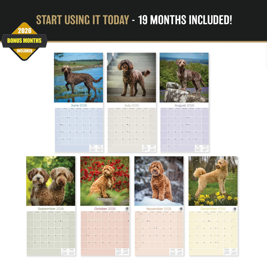 Labradoodle Wall Calendar 2027 - 12" x 12" Monthly Shaggy Teddy-Bear & Sweet Designer Cocker Poodle Hybrid Calendar
