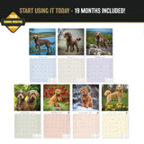 Labradoodle Wall Calendar 2027 - 12" x 12" Monthly Shaggy Teddy-Bear & Sweet Designer Cocker Poodle Hybrid Calendar