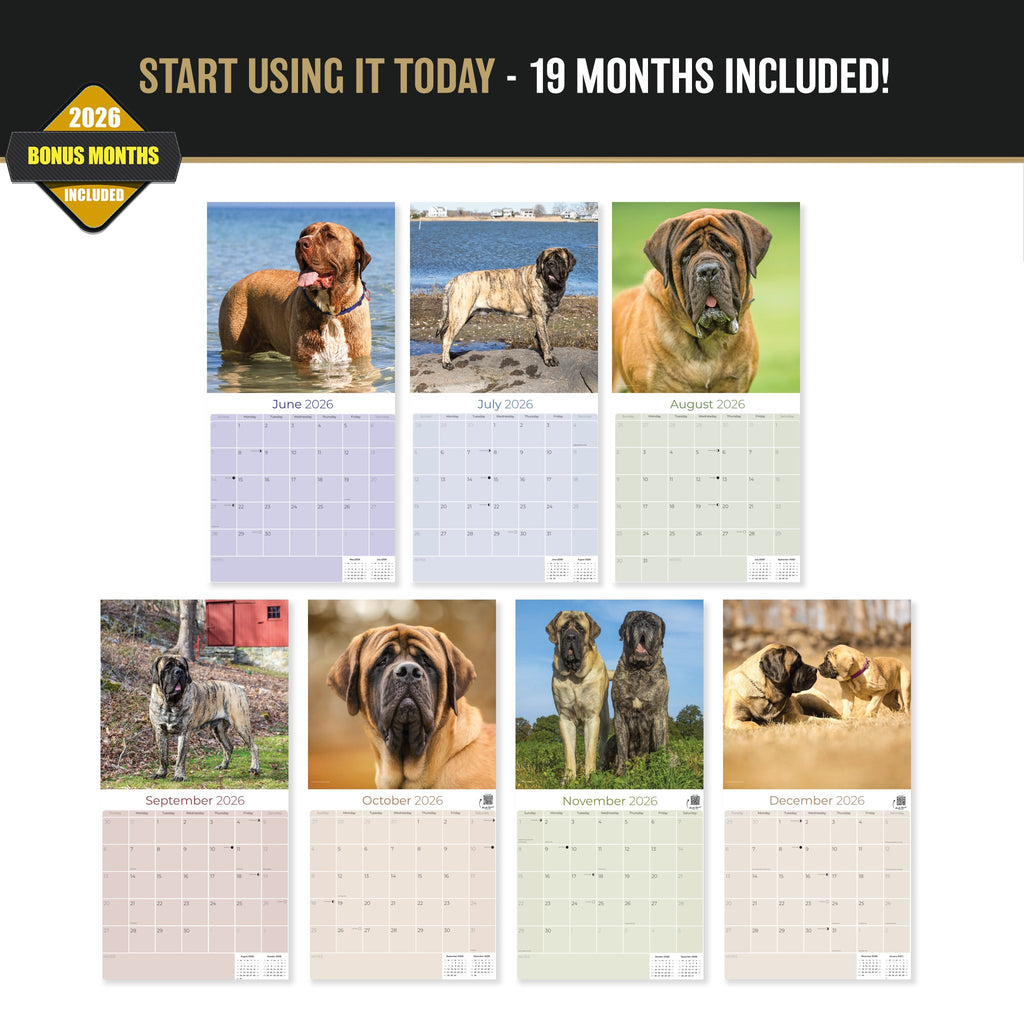 Mastiff Wall Calendar 2027 - 12" x 12" Monthly Courageous Giant & Heavy Guard Dog Breed Calendar