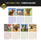 Mastiff Wall Calendar 2027 - 12" x 12" Monthly Courageous Giant & Heavy Guard Dog Breed Calendar
