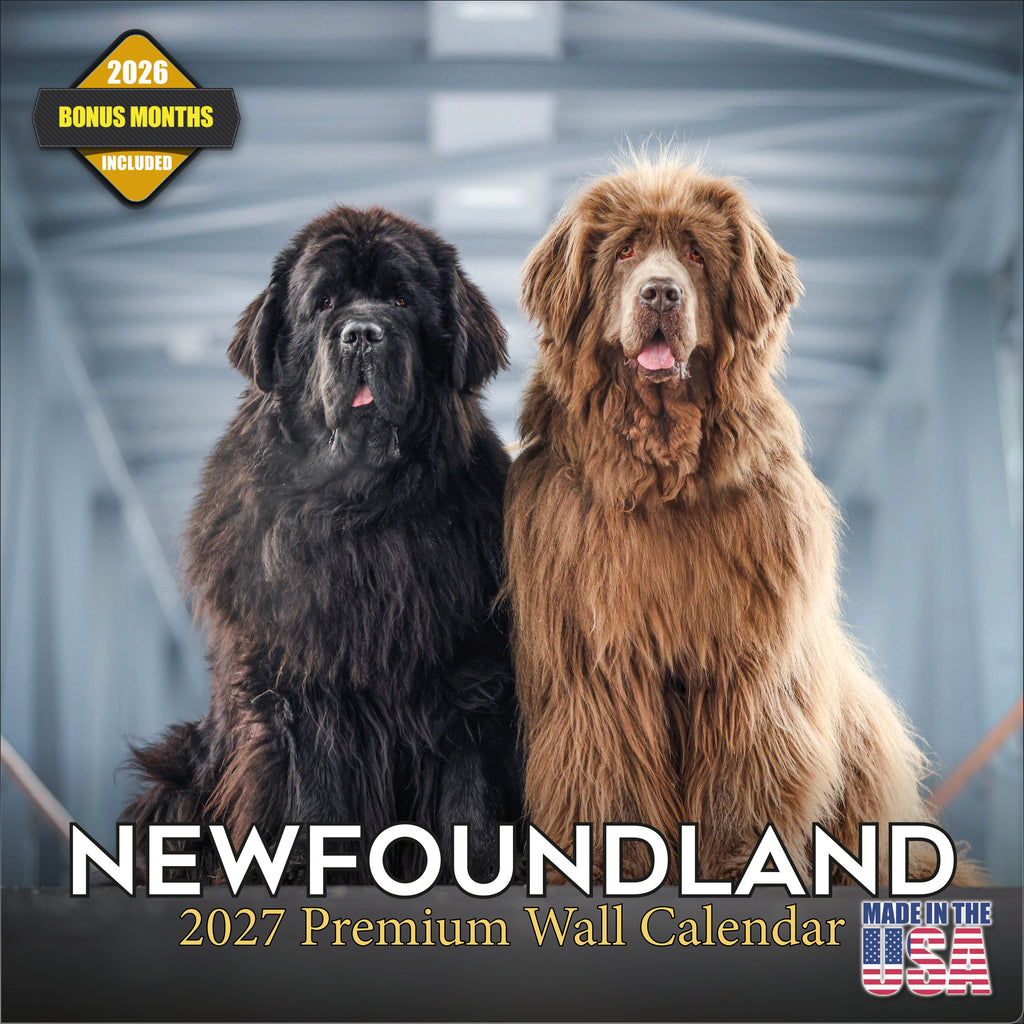 Newfoundland Wall Calendar 2027 - 12" x 12" Monthly Loyal Life-Saving & Plush Newfie Giant Calendar
