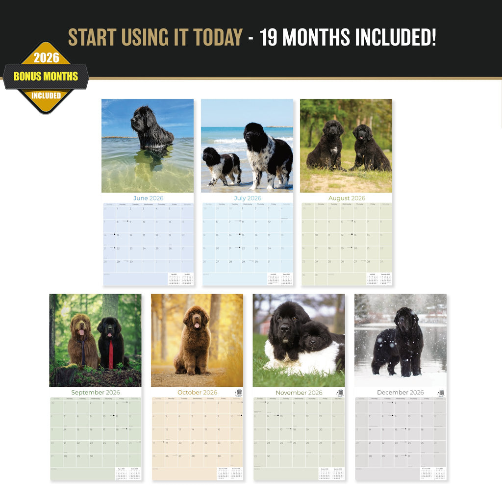 Newfoundland Wall Calendar 2027 - 12" x 12" Monthly Loyal Life-Saving & Plush Newfie Giant Calendar