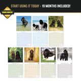 Newfoundland Wall Calendar 2027 - 12" x 12" Monthly Loyal Life-Saving & Plush Newfie Giant Calendar