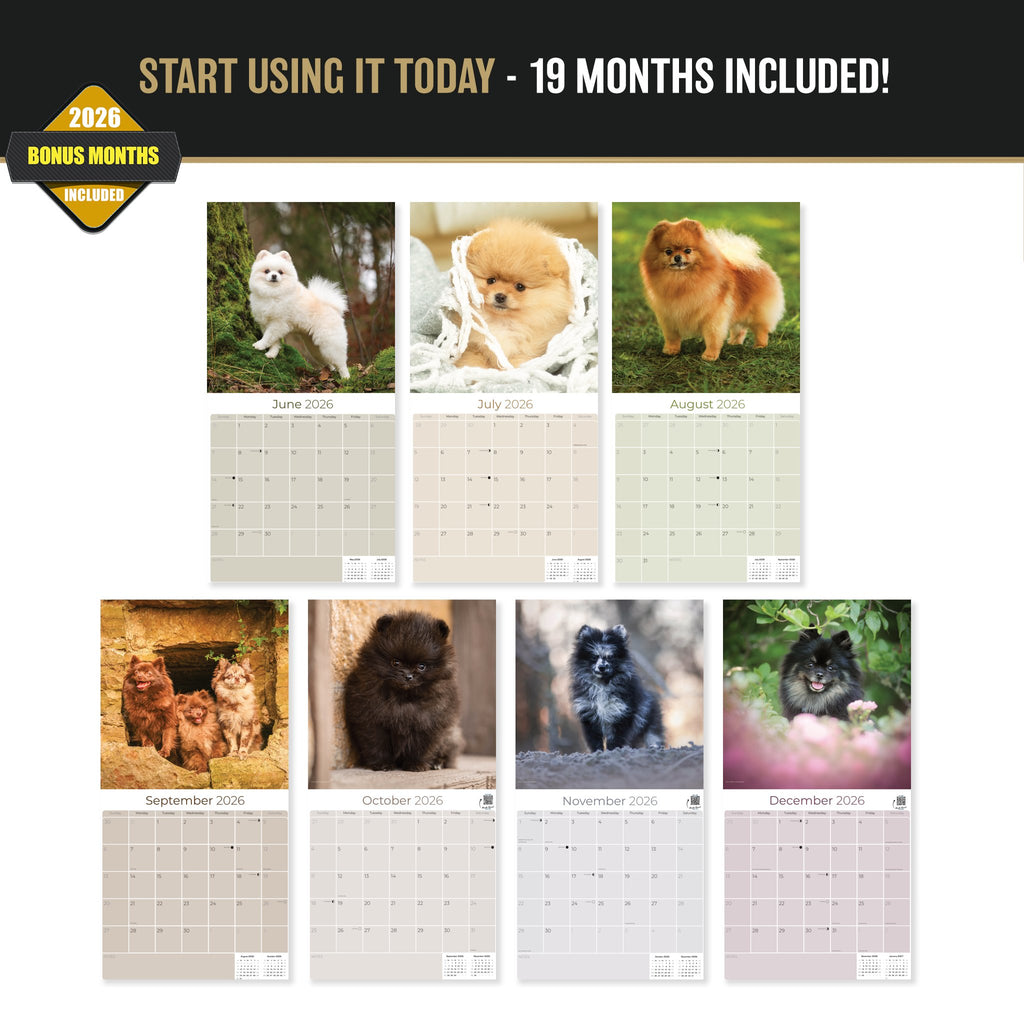 Pomeranian Wall Calendar 2027 - 12" x 12" Monthly Spirited & Fluffy Pom Pom Toy Dog Breed Calendar