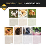 Pomeranian Wall Calendar 2027 - 12" x 12" Monthly Spirited & Fluffy Pom Pom Toy Dog Breed Calendar