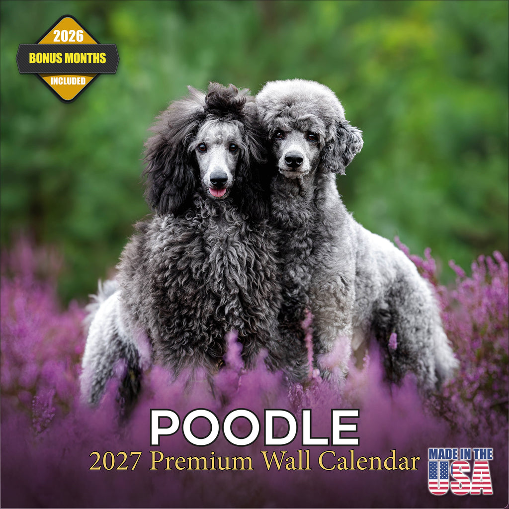 Poodle Wall Calendar 2027 - 12" x 12" Monthly Intelligent & Elegant Standard Poodle Breed Calendar