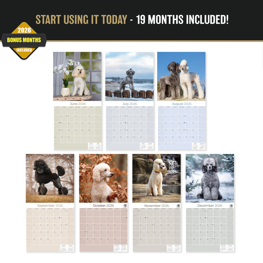 Poodle Wall Calendar 2027 - 12" x 12" Monthly Intelligent & Elegant Standard Poodle Breed Calendar