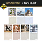 Poodle Wall Calendar 2027 - 12" x 12" Monthly Intelligent & Elegant Standard Poodle Breed Calendar