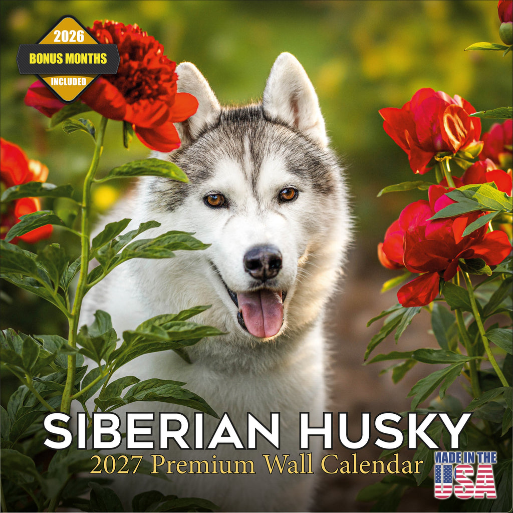 Siberian Husky Wall Calendar 2027 - 12" x 12" Monthly Athletic & Adventurous Husky Dog Breed Calendar