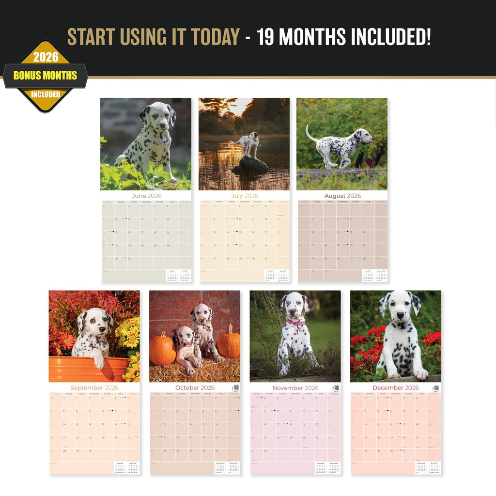 Dalmatian Puppies Wall Calendar 2027 - 12" x 12" Monthly Heartwarming Spotted Dalmatian Puppy Art Calendar