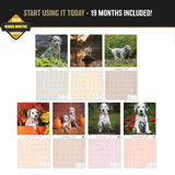 Dalmatian Puppies Wall Calendar 2027 - 12" x 12" Monthly Heartwarming Spotted Dalmatian Puppy Art Calendar