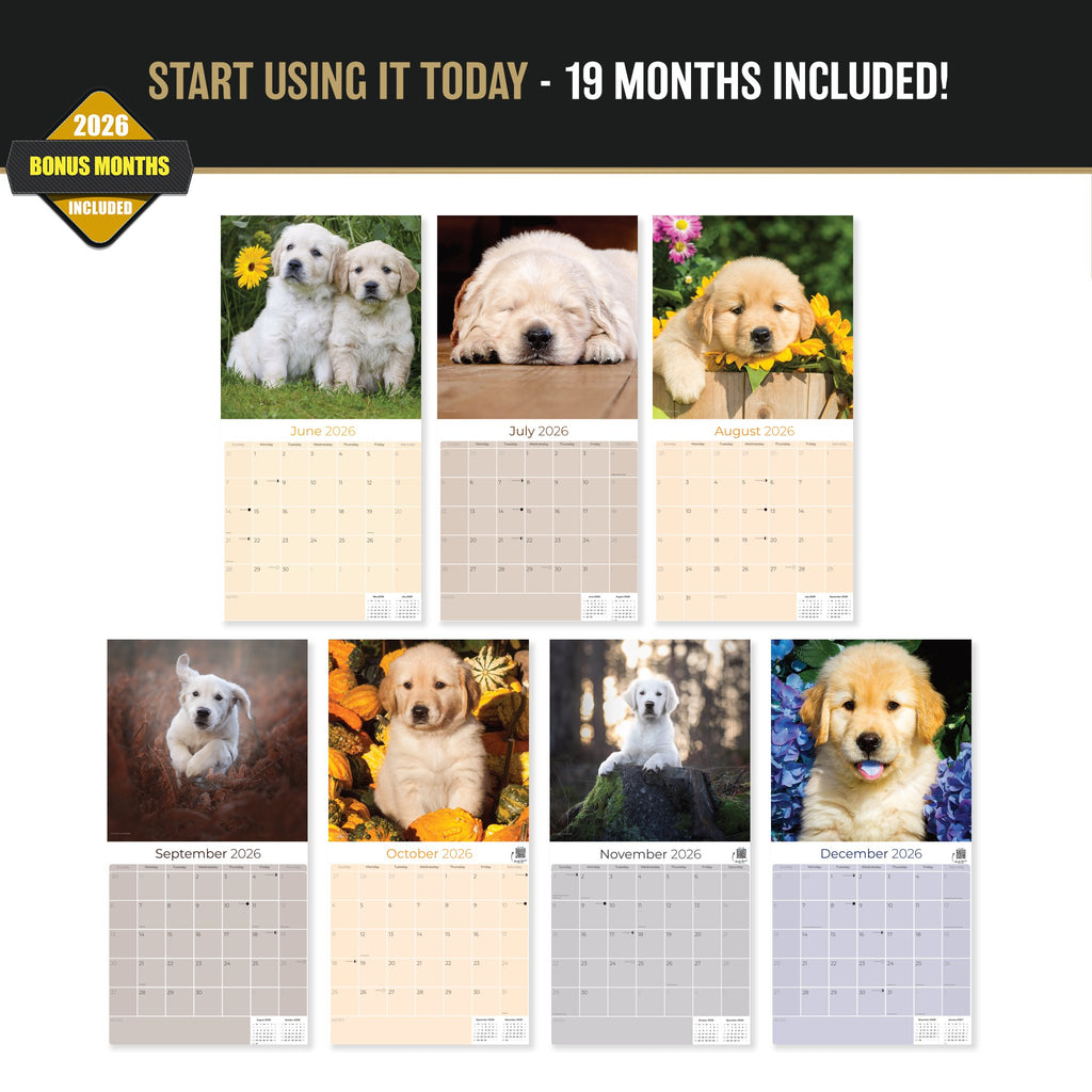 Golden Retriever Puppies Wall Calendar 2027 - 12" x 12" Monthly Adorable Golden Retriever Puppy Companion Calendar