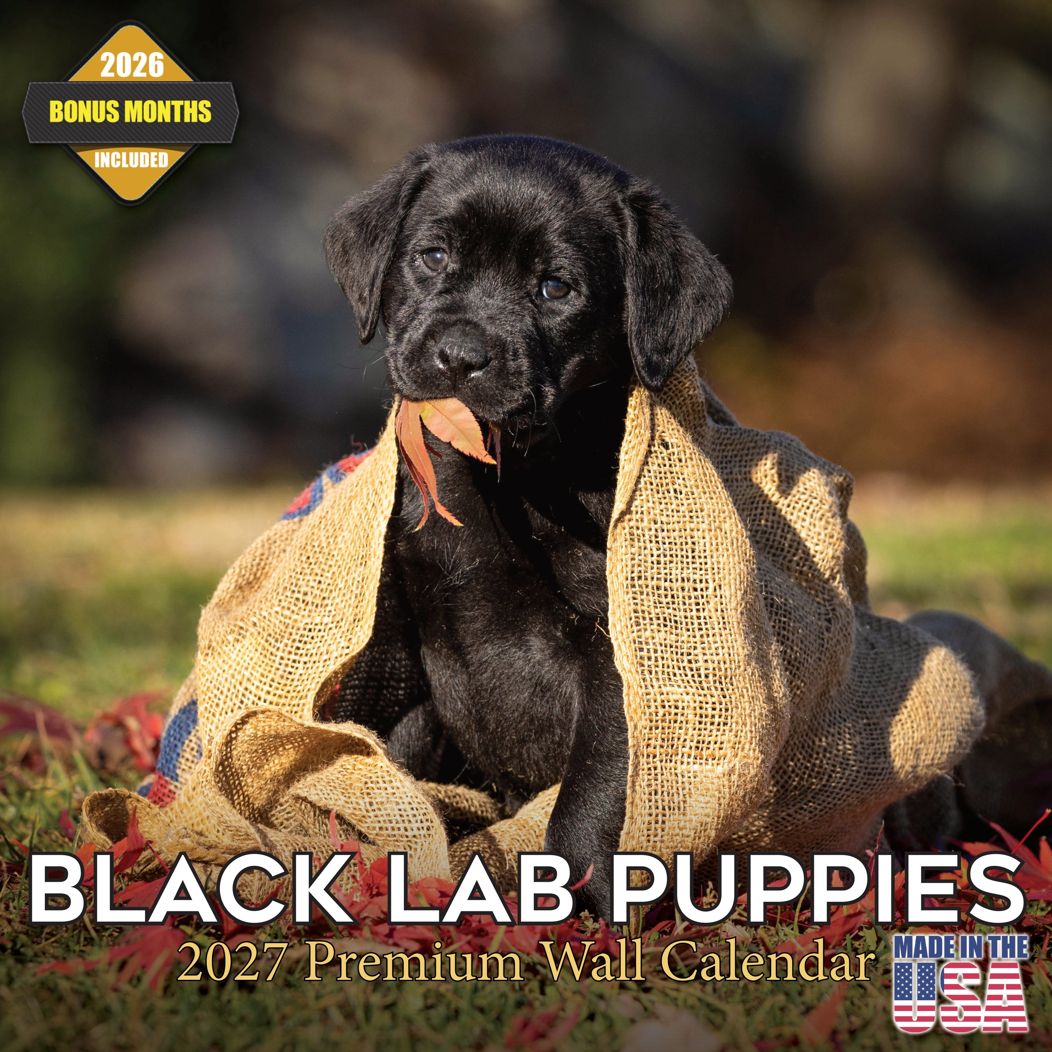 Black Labrador Puppies Wall Calendar 2027 - 12
